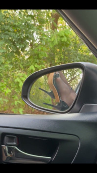What Would You Like to Do in the Car with Me?