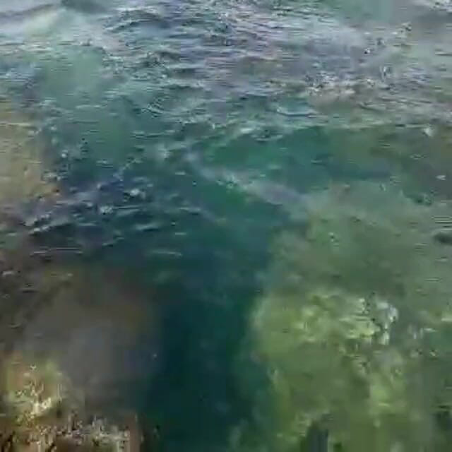 creamberryfairy: Ima Mermaid