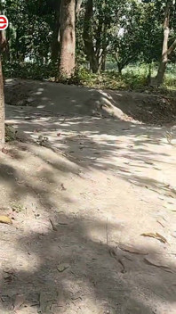 Chico indio bangali en bosque