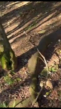 La ragazza birichina mi ha portato a fare una passeggiata e alla fine ci siamo spogliati nel parco