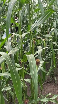 Security Guard Catches Slut in Cornfield and Gives Her a Blowjob-ticket on the Spot
