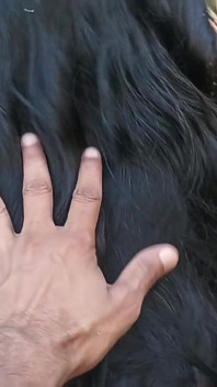 Desi Step Son and Mother Indian Sex Video