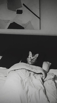 Liefdevolle stiefmoeder, alleen fans in slow motion, in stiefvaders bed