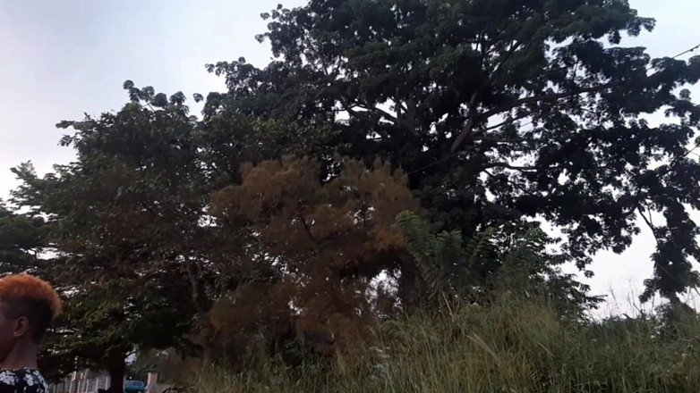 Morty Black: Vlog di hutan Cameroonia dengan bintang lucah