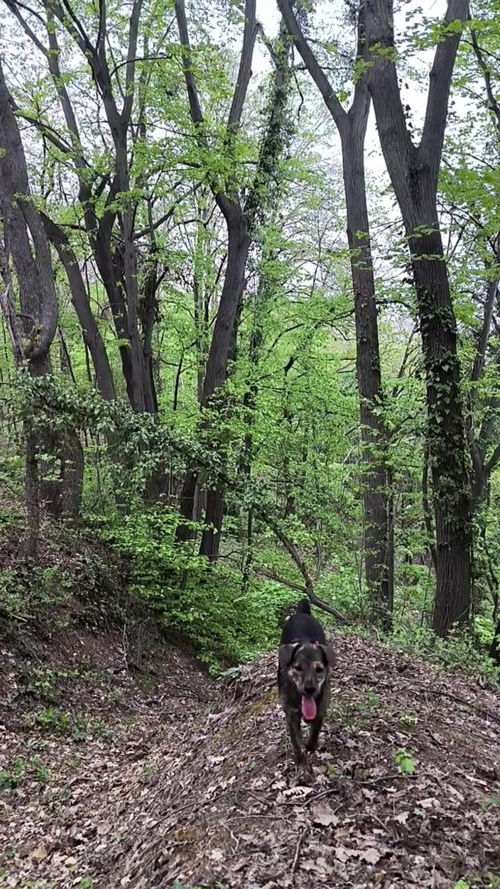 FenekManul: Kleiner nackter Spaziergang im wald