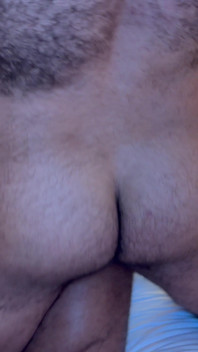 Lobo e urso contra touro