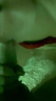 Seks di jacuzzi -bagian 1