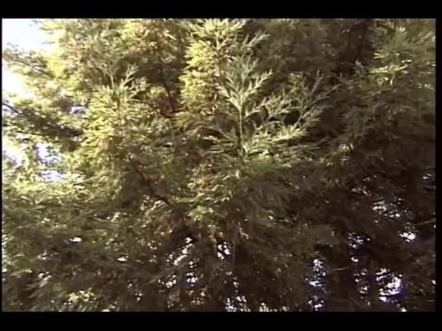 Screw My Wife Club: Screw My Wife Club: šroubovaná manželka # 34