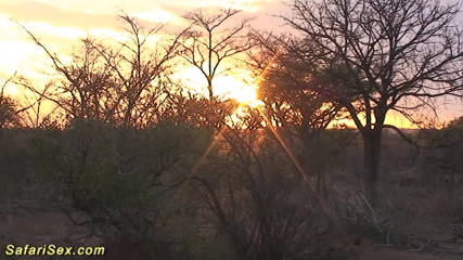Safari sex: African outdoor safari fuck orgy