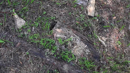 Miss Ellie Roleplay: BTS Alam Berjalan Dan Melancap Di Laluan