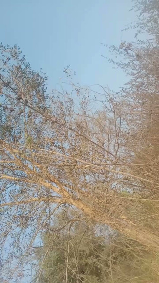 Sexy_Vandana: Ha Succhiato Il Cazzo Della Sua Dolce Ragazza Nel Bosco,...