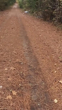 Apakah ini jalang yo?