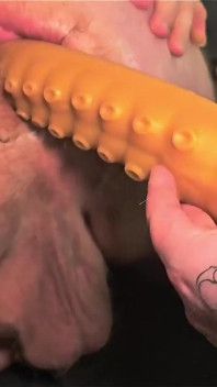L'orso paffuto gioca con un dildo