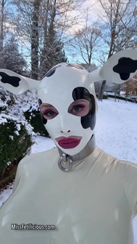 Snow Cow