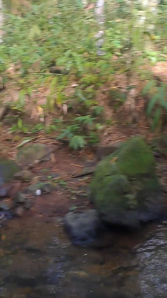 Valera Toro: Letupan Air Mani Panas Di Hutan