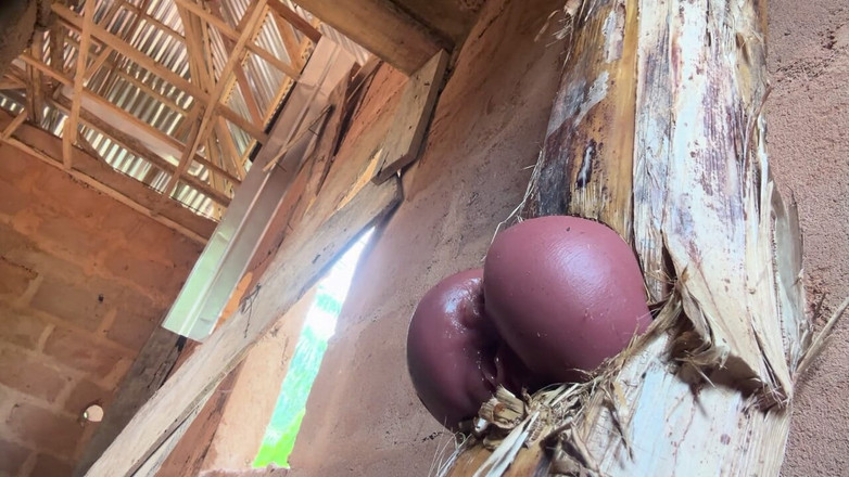 Bangcum8: 私の刑務所の部屋ではお尻がとても甘い