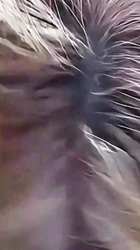 Zralá babička orální sex