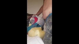 Futai cu sutien / spargere de pulă