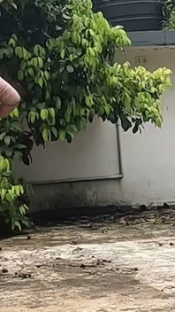 インドのいたずらなヌーディストが屋外で裸でリラックスし、新鮮な果物を食べながら楽しむ