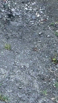 After the Ride: Outdoor Sex in the Woods with a Petite Ass