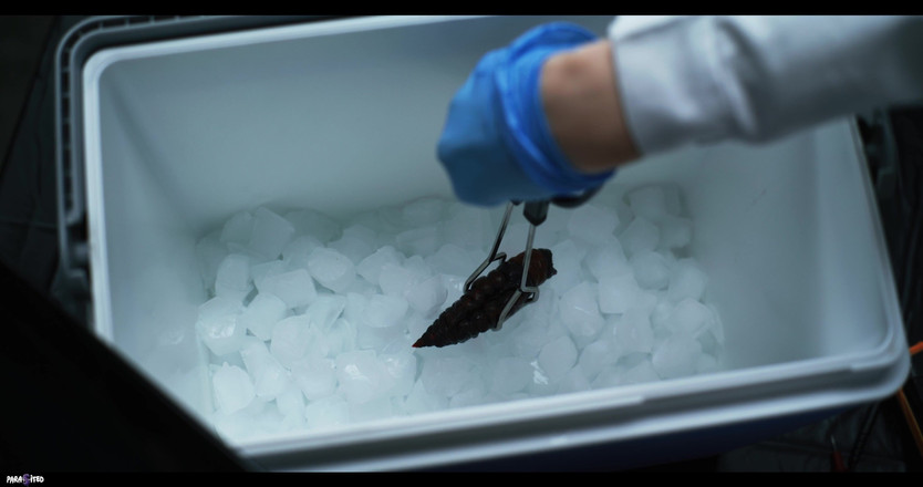 Parasited: Parasite X