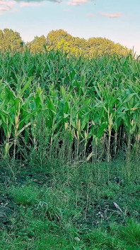 Freira Kylie's Fun in the Corn