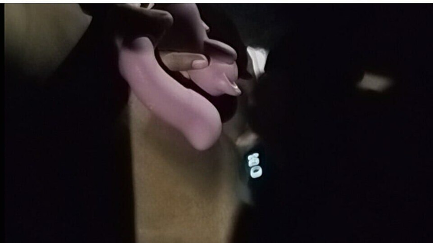 Vaquita Masturbating in the Car (Vaca chichi)