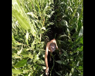 Andy: Procházka po kukuřici