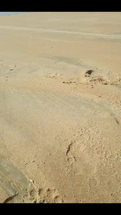 FrauleinP: Desespero no xixi na praia