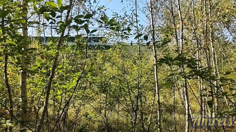 Amreis: Jerking off in the Woods Near the Highway. I Almost...