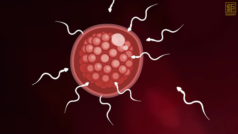 Dakzky: Schlafzimmer Hüpfen