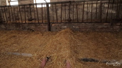 Perfect Sin Network: Exercices pour une truie