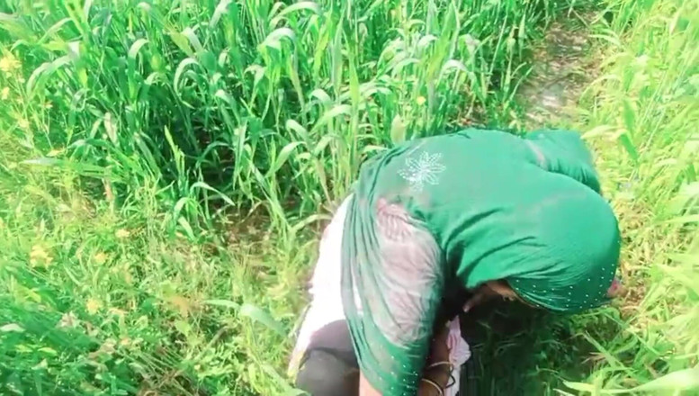 Bk Vlogs: Indiancă bhabhi de la țară - videoclip sexy în câmpurile de grâu