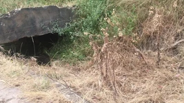 Werribee gorge'de muhteşem manzara - echidna ayak parmaklarının tadına bakarken karınca yiyor - manlyfoot roadtrip