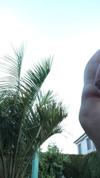 Watering the Palmtree