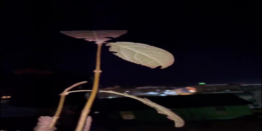 Lonewanderer: 私の街の周りで危険な楽しみ!