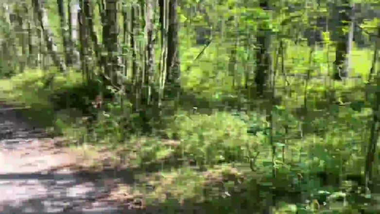 Dvabitch: Amateur couple sex in the woods