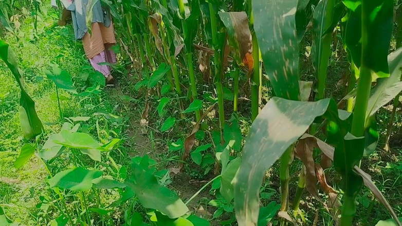 Deshi women: La giungla desi chudai del Gaon mein mangal