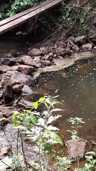 Era Simples Caminhada Numa Trilha Com Minha Irma E Um Estranho Apareceu