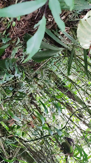 Hornyboy2058: 길 아래에서 자위하고 누군가가 그를 본다고 생각하는 젊은 남자