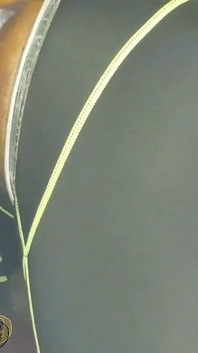 Riding My 10''' Dildo Fucking Balls Deep!
