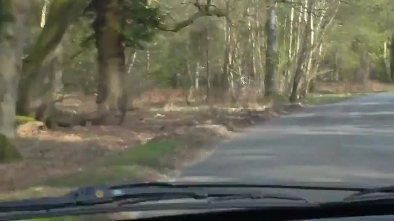 Movies by Louise: Bajando en el bosque