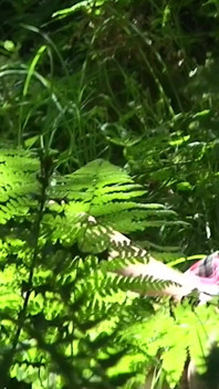 Je baise mon jeune demi-frère dans les bois