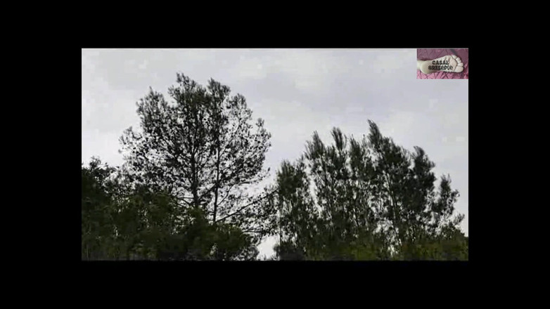 Casal Gresopio Female: 道端で休む 1