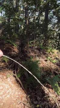 Expõe um pequeno prepúcio sem pelos na floresta.