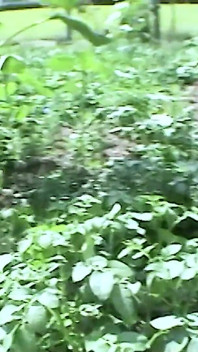 Sólo sex na louce - chlupatá milf masturbace
