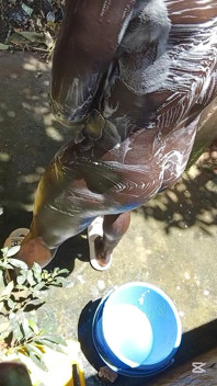 Pesada Polla Húmeda Y Resbaladiza Enorme Negra Quiere Correrse En El Piso