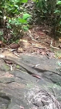 Un giovane arriva mentre una donna magra dello sri lanka con il seno naturale grande sta facendo il bagno e se la scopa proprio lì in acqua