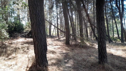 Riderqueen: Madrastra culo adoración al aire libre bosque