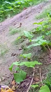 Ho fatto una videochiamata speciale cose molto segrete nella foresta